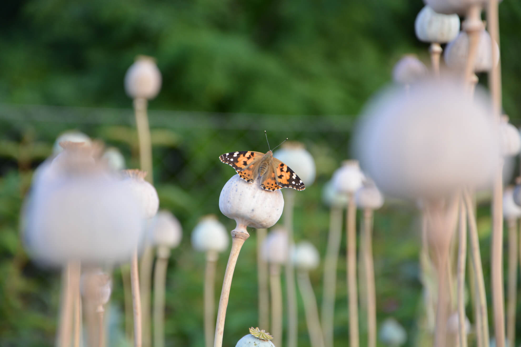 Closeup of a butterfly on poppy bulb