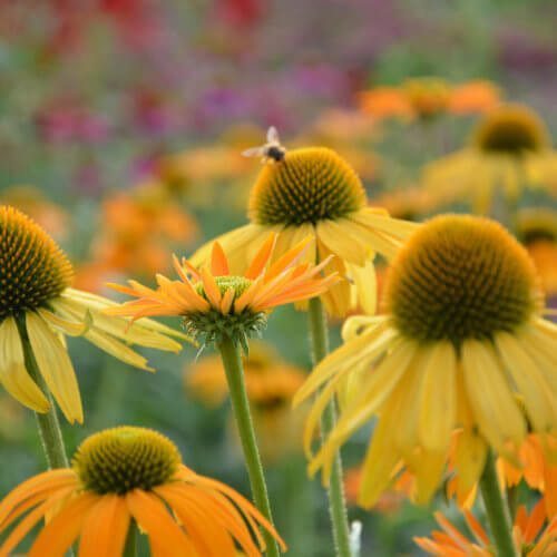 Echinacea flower at the Eminence Certified Organic Farm