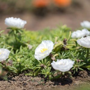 Succulent with white flowers growing in ground at Eminence Certified Organic Farm in Hungary.