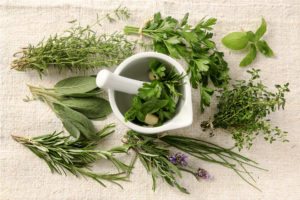 Organic Herbs and Plants With Healing Properties