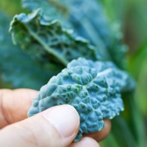 Closeup of fingers picking a kale leaf