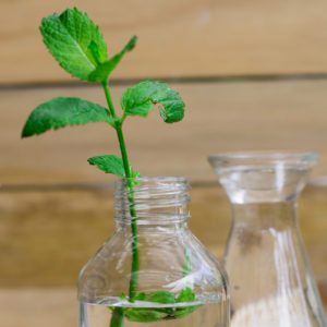 Peppermint stem in a bottle of water
