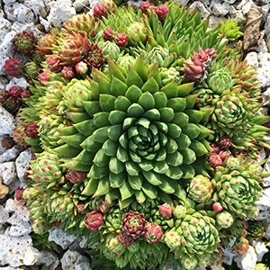 A green succulent growing on rocks on the Eminence Certified Organic Farm