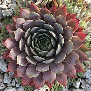 A red succulent growing on rocks on the Eminence Certified Organic Farm