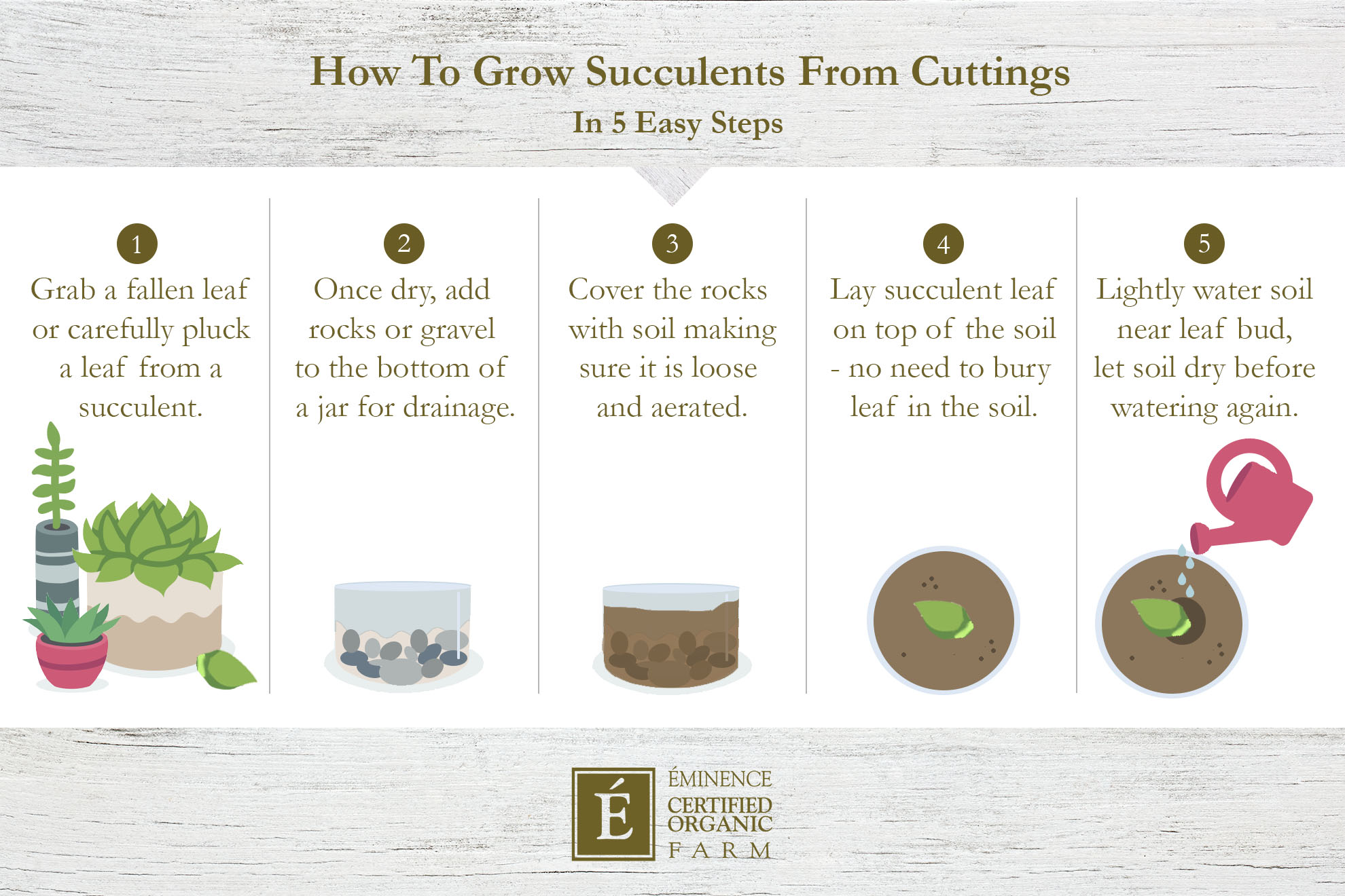 Eminence Certified Organic Farm: How to grow succulents from cuttings