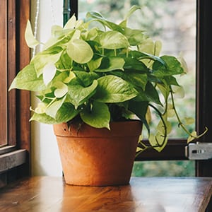 Potted philodendron plant indoors