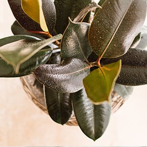 Potted rubber tree from the top