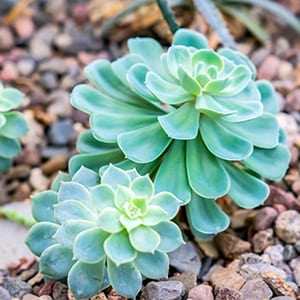 Succulents growing outside