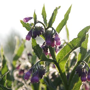 Comfrey plant at Eminence Certified Organic Farm