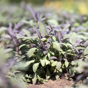 Sage on the Eminence Certified Organic Farm