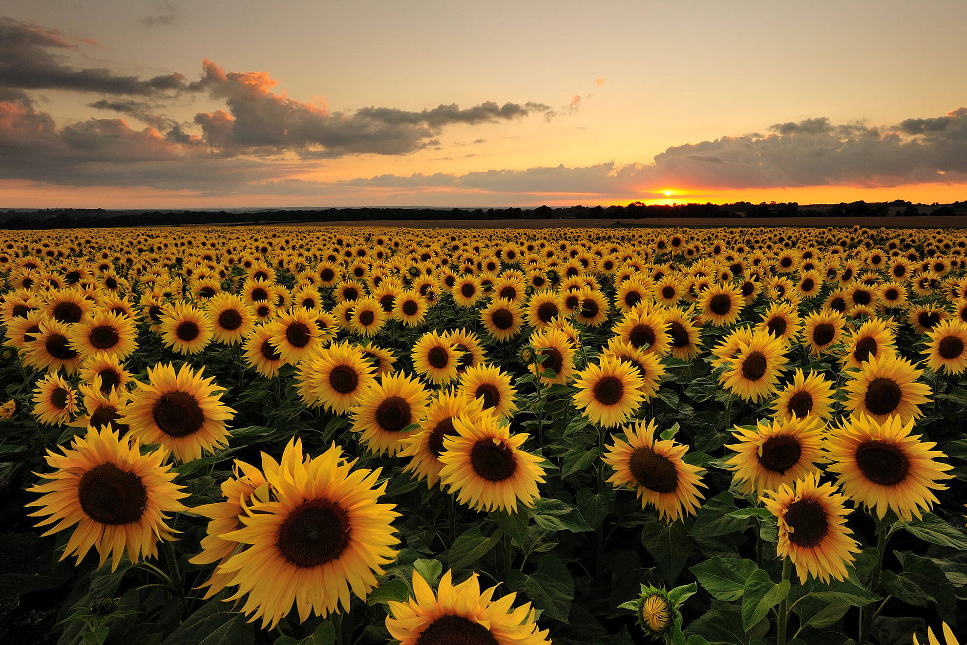 The Benefits of Sunflower Seeds And Oil That Might ...