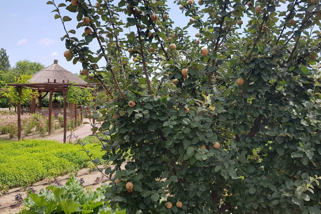 apples on the Eminence Organics Farm