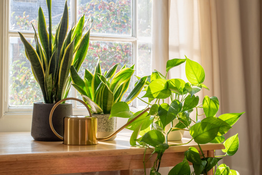 evergreen indoor potted plants
