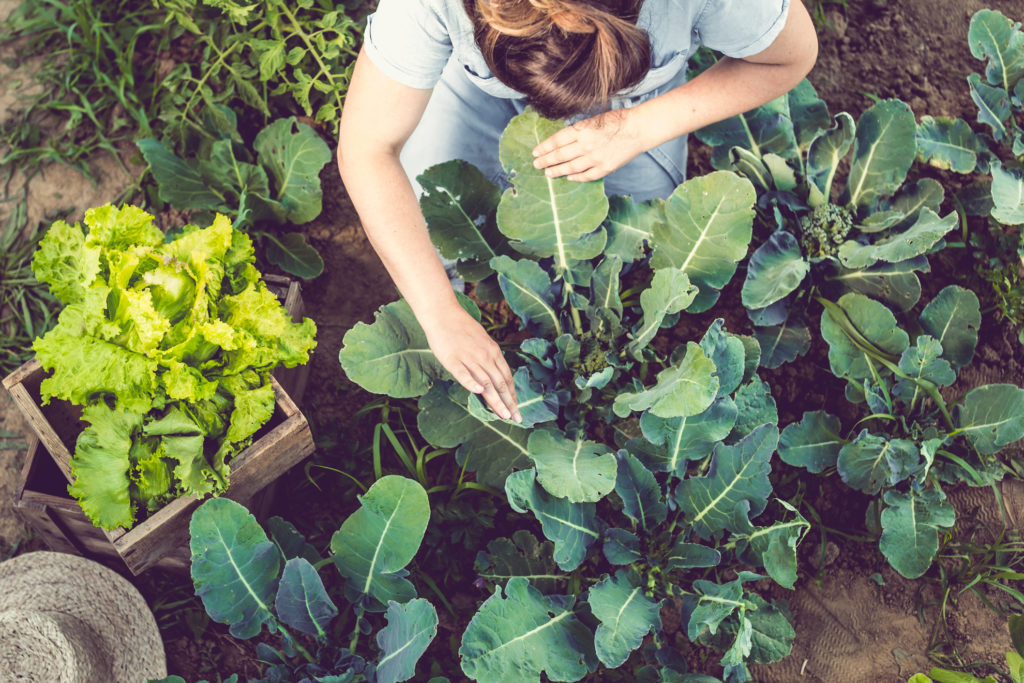 List of vegetables intelligence overview