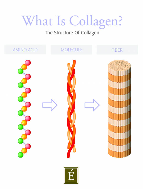 Structure of collagen