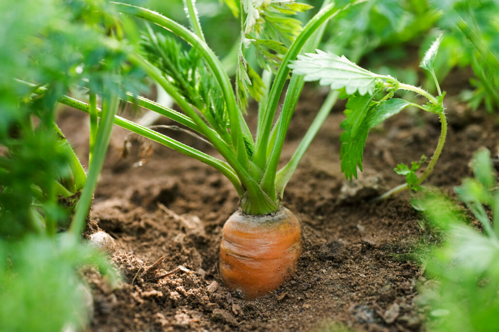 Carrot in the ground
